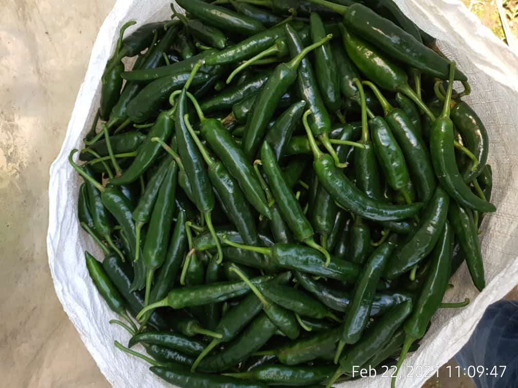 Green Chilli